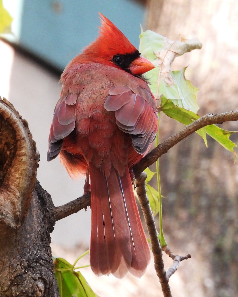 Kardinal arrunta - ML644565936