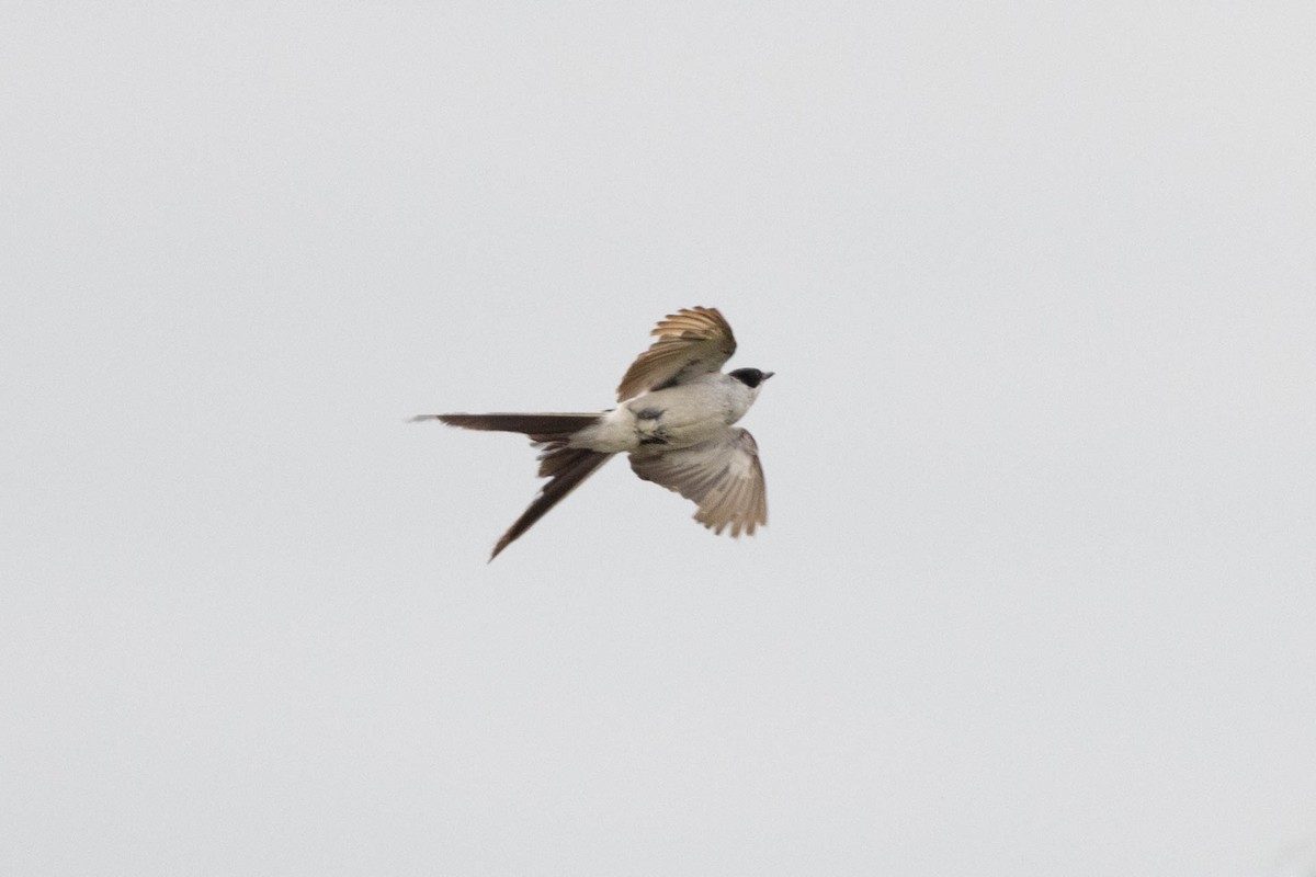 Fork-tailed Flycatcher - ML644565941