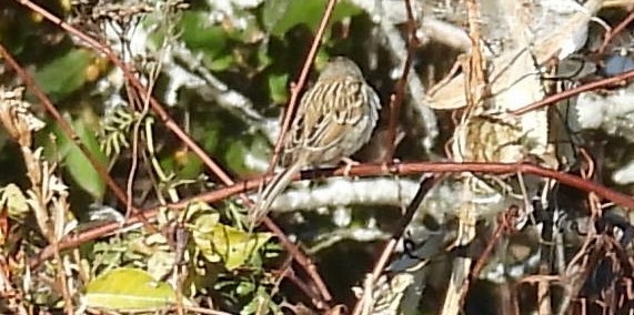 Clay-colored Sparrow - ML644565953