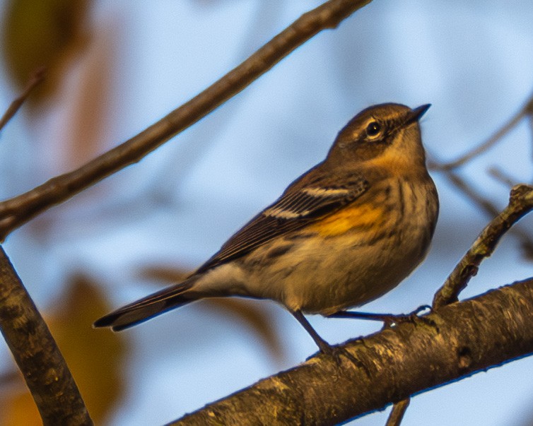 myrteparula - ML644565956