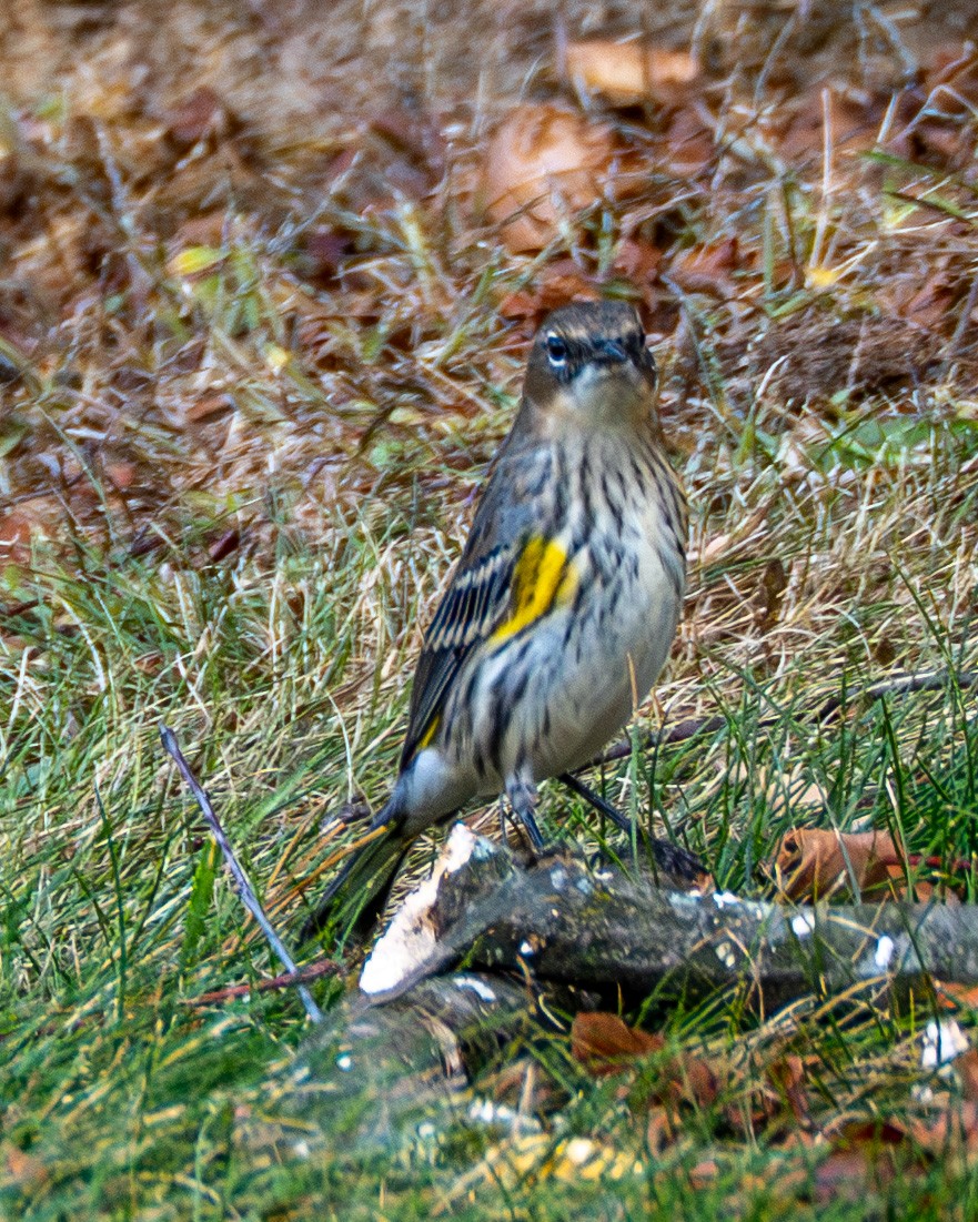 myrteparula - ML644565957