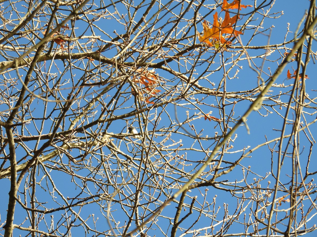 Dark-eyed Junco - ML644565966