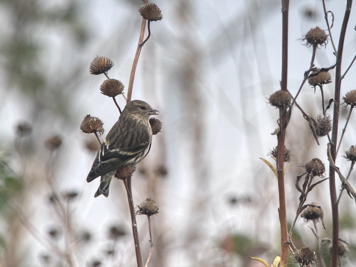 Pine Siskin - ML644565968