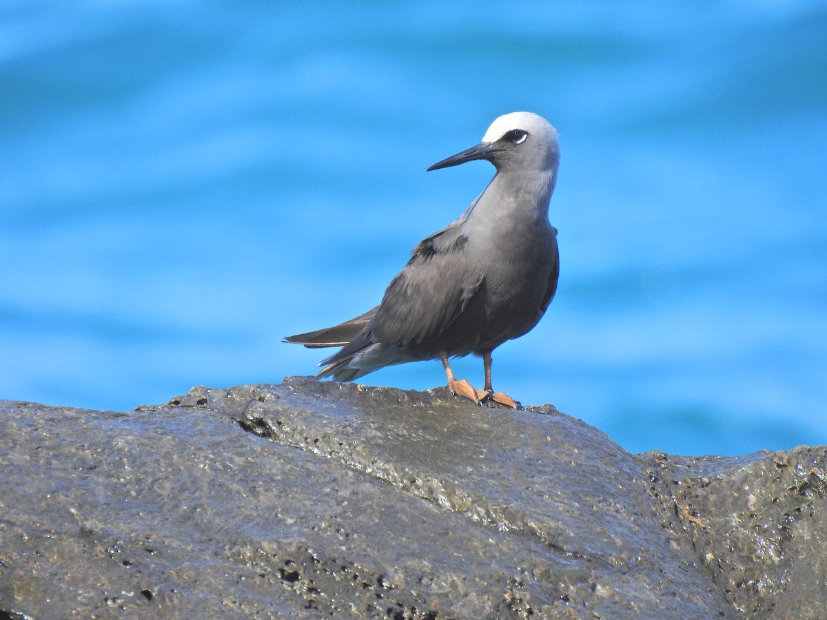 Black Noddy - ML644565992