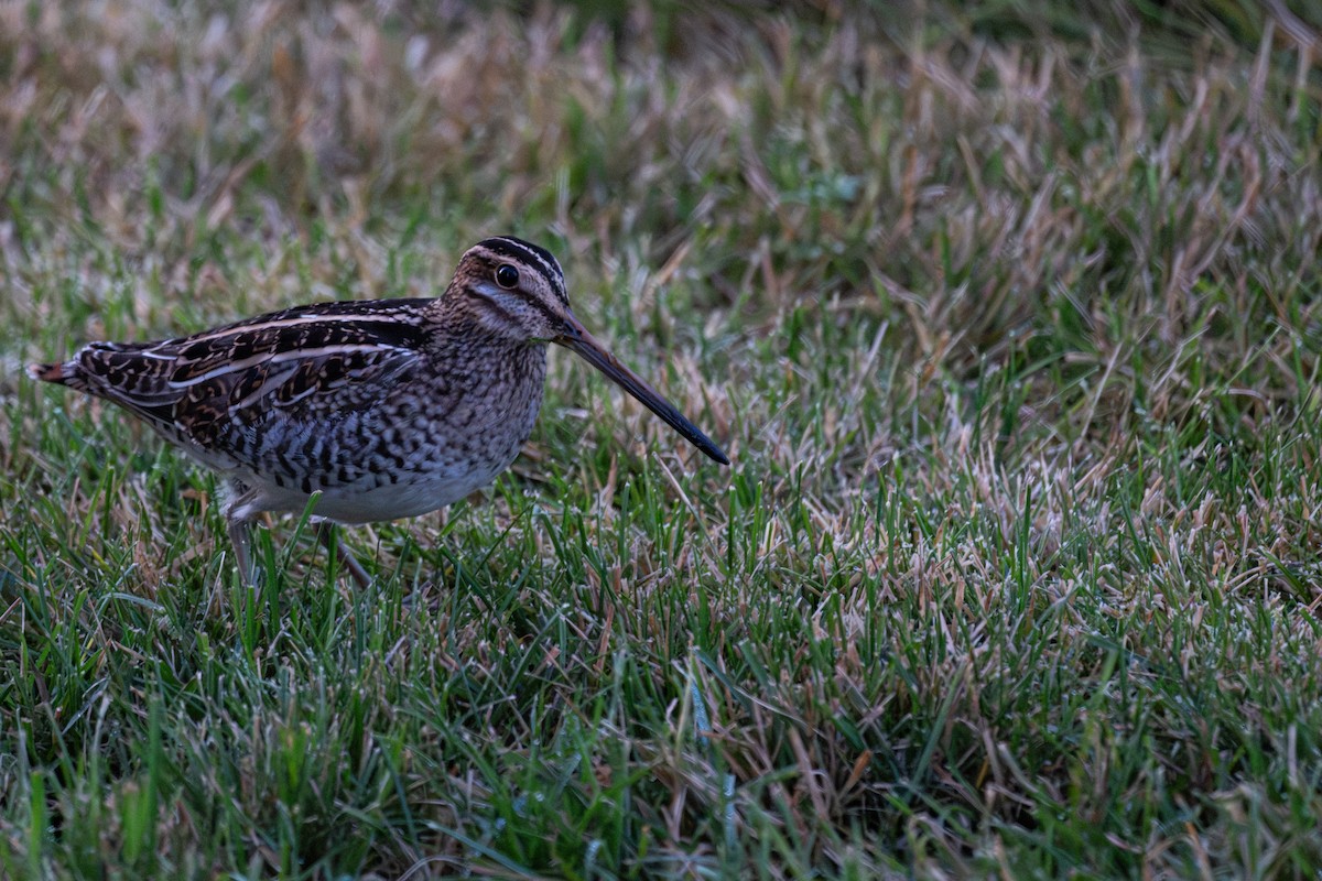 Wilson's Snipe - ML644565996