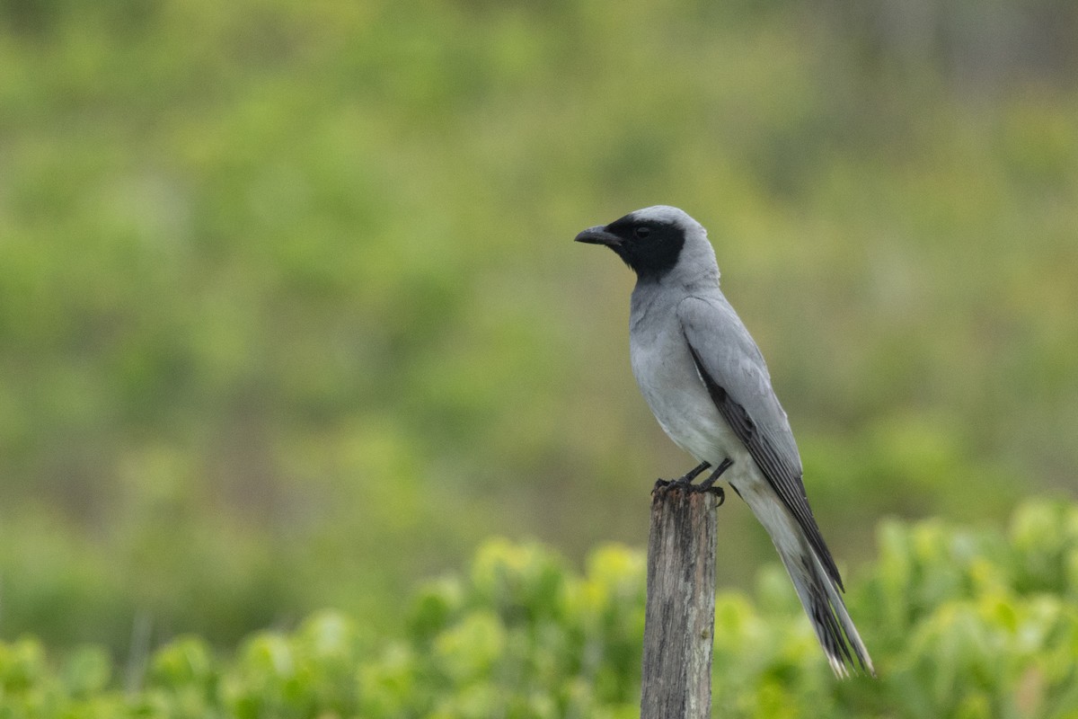 Black-faced Cuckooshrike - ML644565997