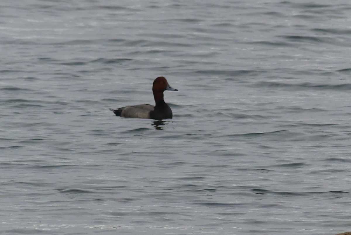 Porrón Americano - ML644566000