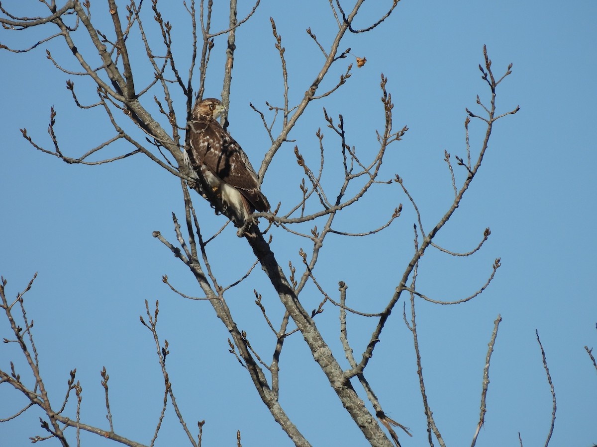 Red-tailed Hawk - ML644566004