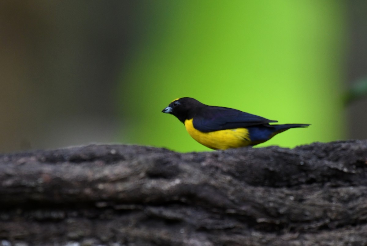 Orange-bellied Euphonia - ML644566014