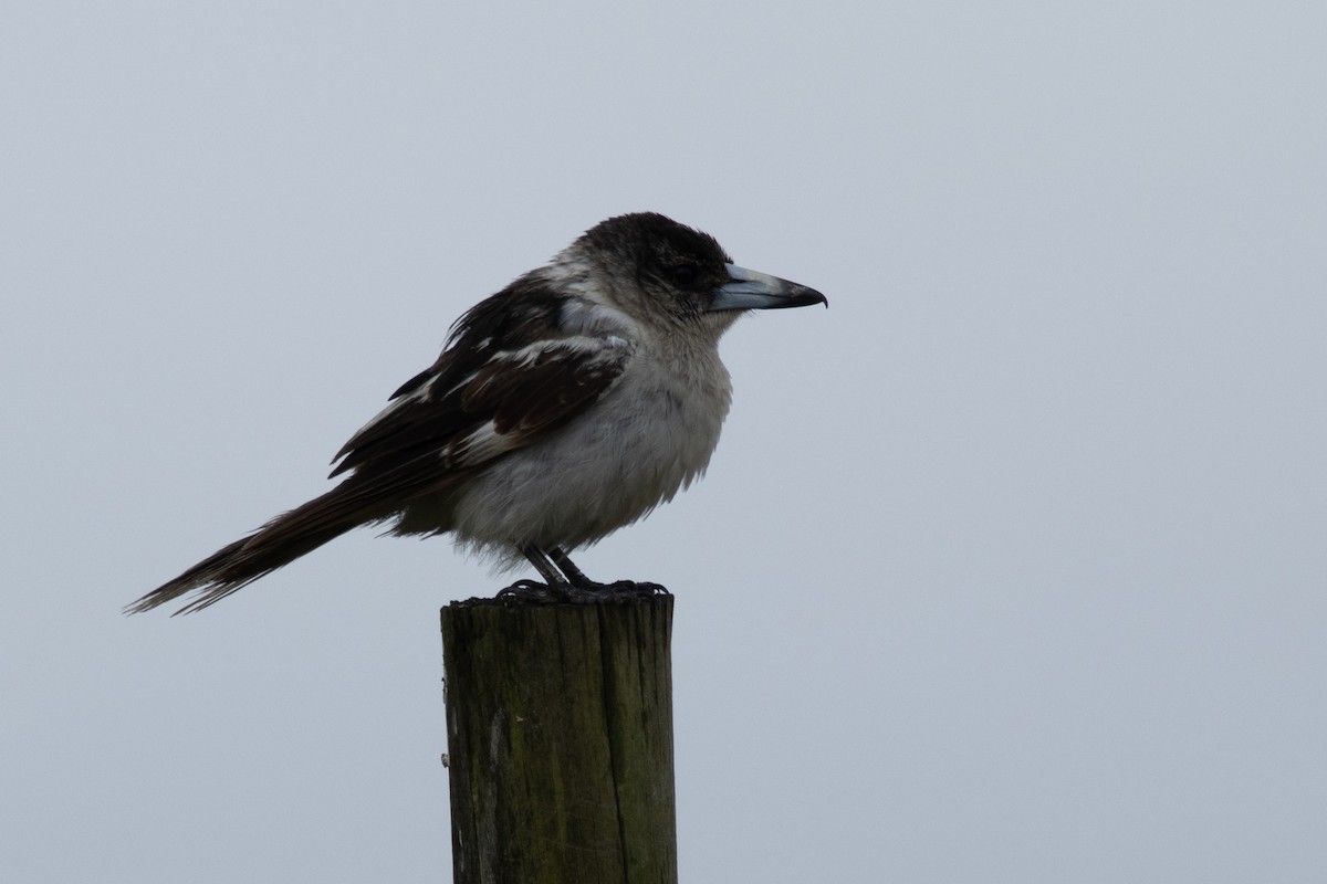 sangslakterfugl - ML644566017