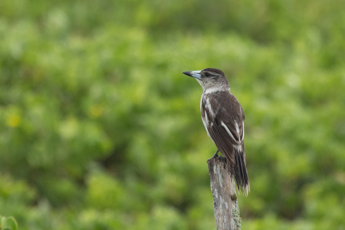 sangslakterfugl - ML644566018