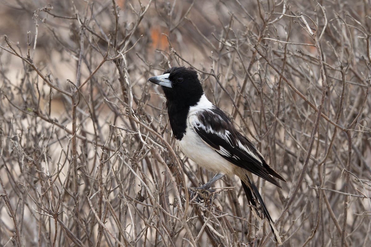 sangslakterfugl - ML644566019