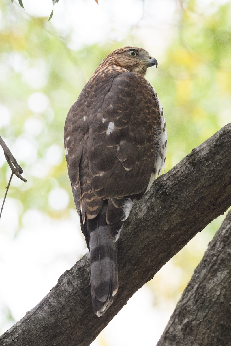 Яструб чорноголовий - ML644566021