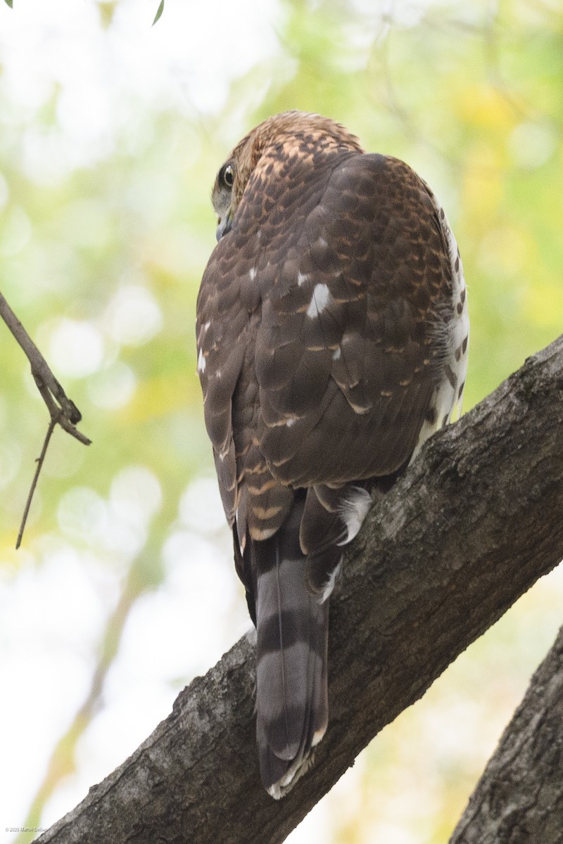 Яструб чорноголовий - ML644566022