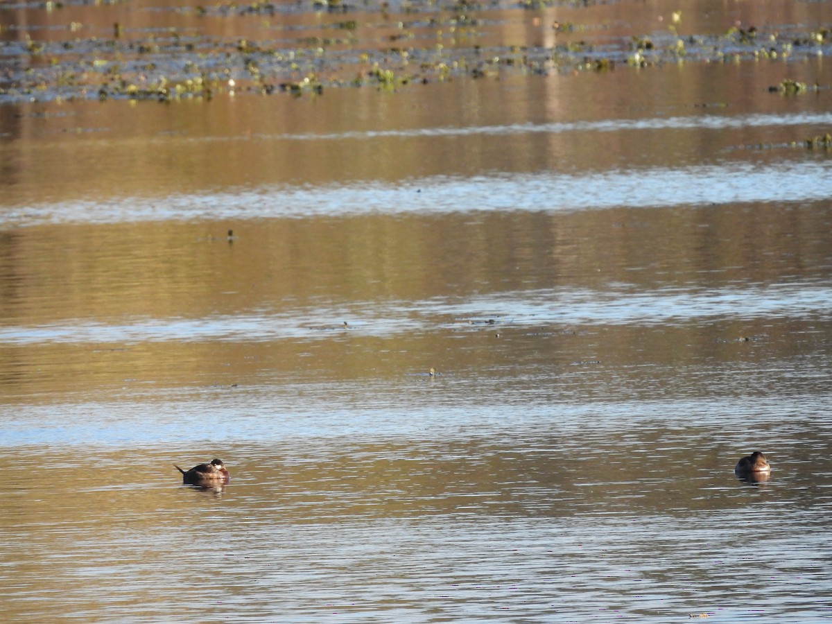 Американская савка - ML644566023