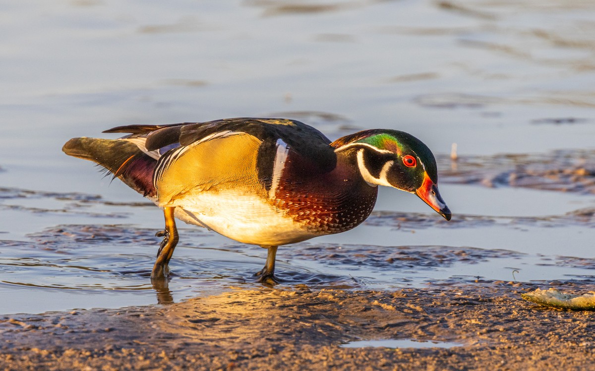 brudeand - ML644566027