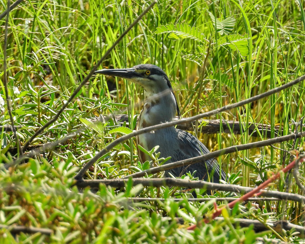 Striated Heron - ML644566028