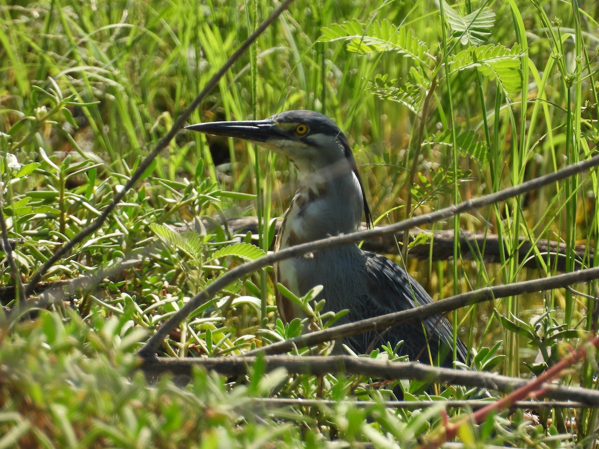 Striated Heron - ML644566029