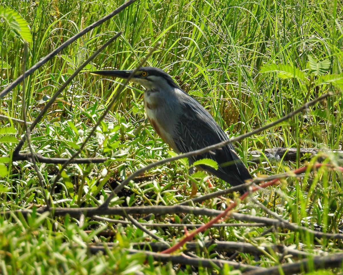 Striated Heron - ML644566030