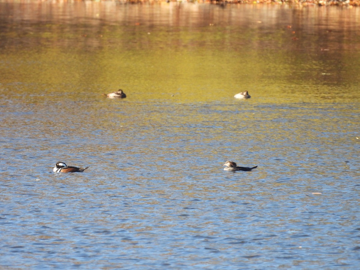 Hooded Merganser - ML644566033
