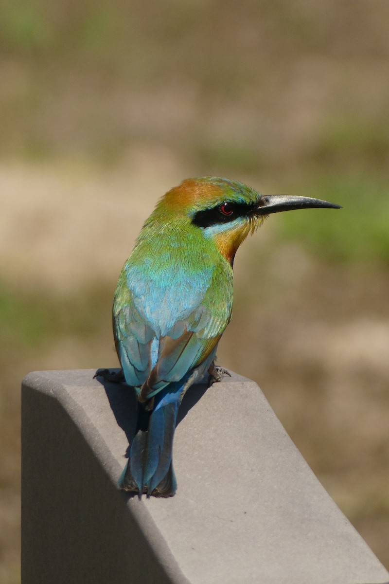 Rainbow Bee-eater - ML644566038