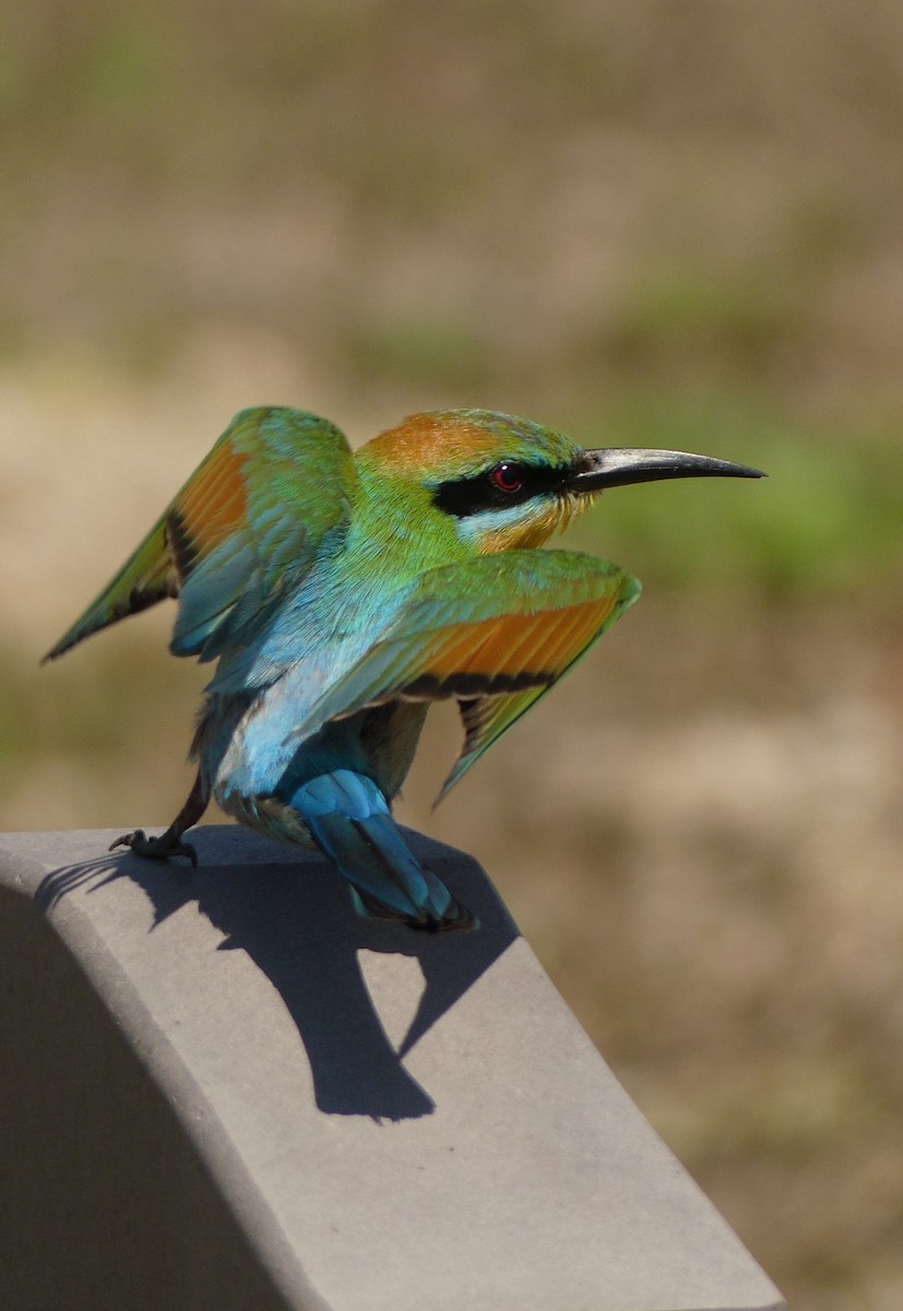Rainbow Bee-eater - ML644566039