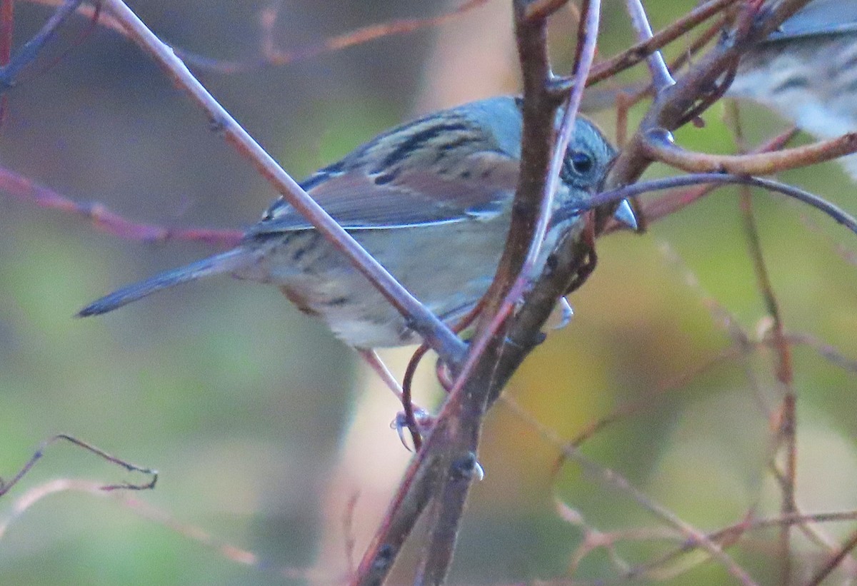 Болотная зонотрихия - ML644566044