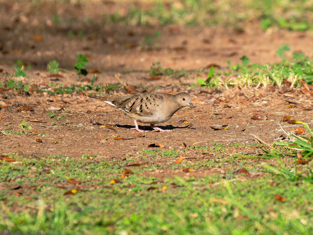 Ruddy Ground Dove - ML644566049
