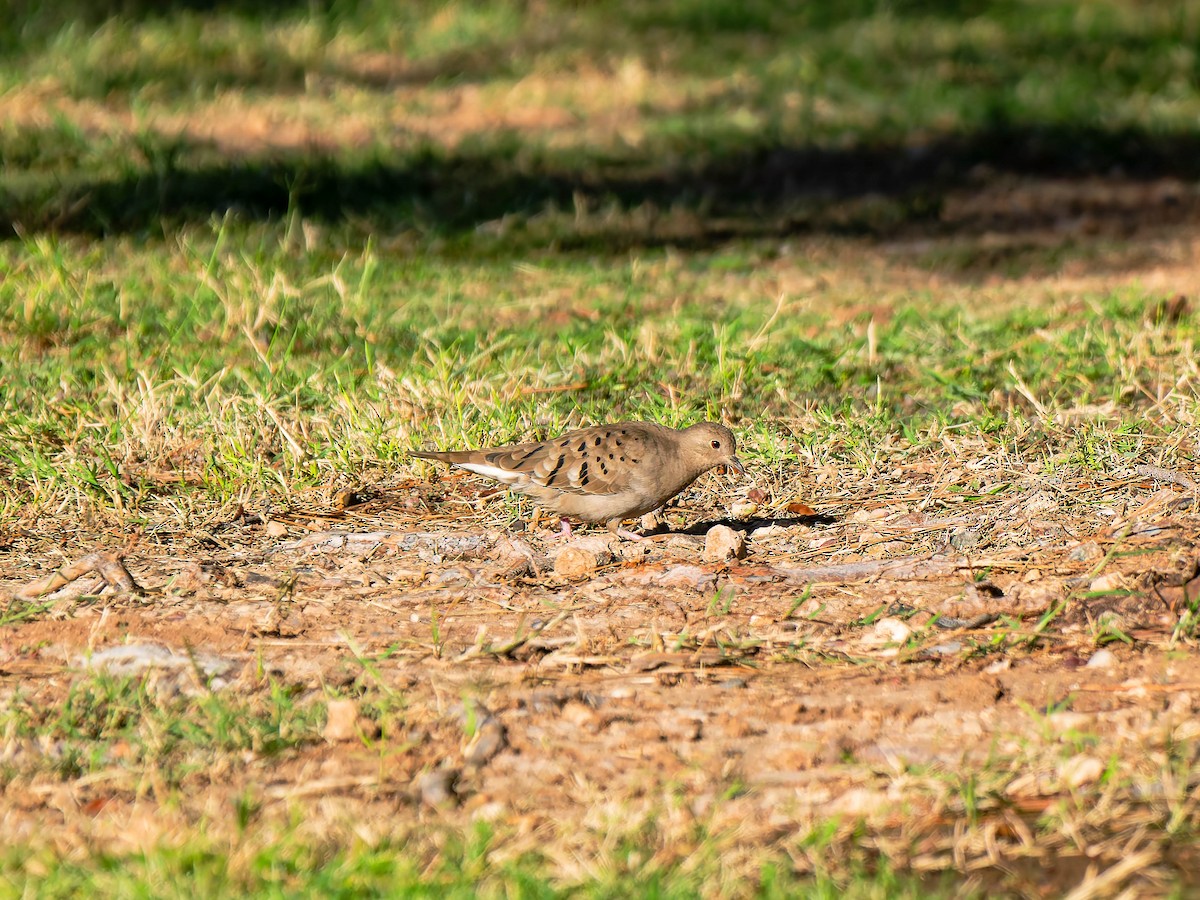 Ruddy Ground Dove - ML644566052