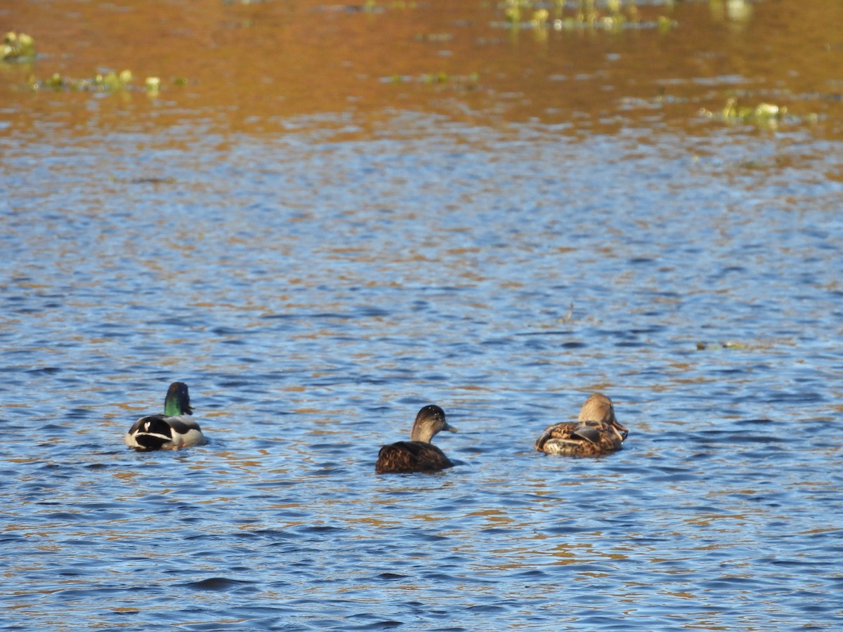 American Black Duck - ML644566058