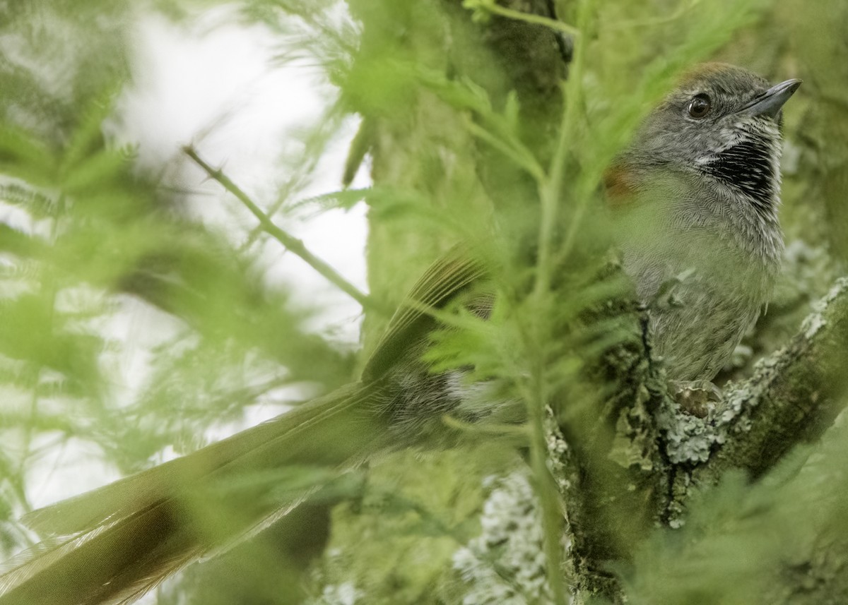 Azara's Spinetail - ML644566063