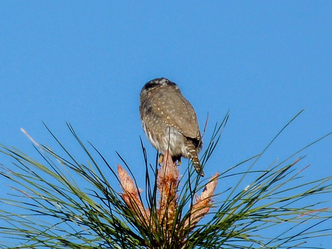 Сычик-гном - ML644566070