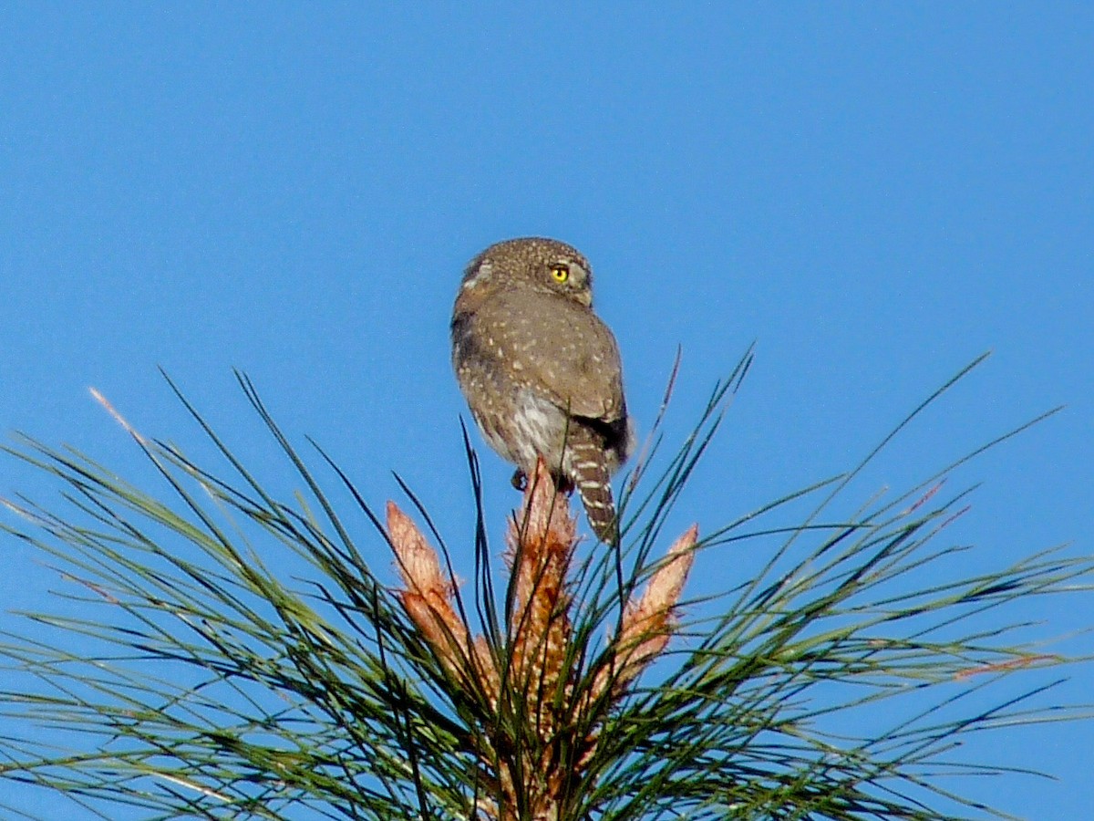 Сычик-гном - ML644566071