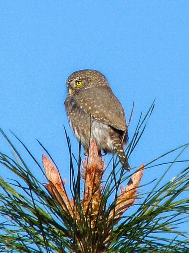 Сычик-гном - ML644566073