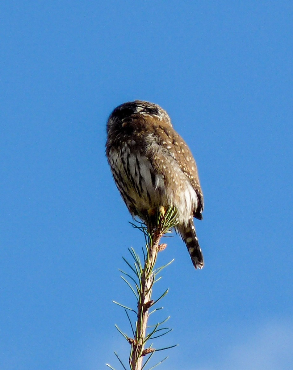 Сычик-гном - ML644566074