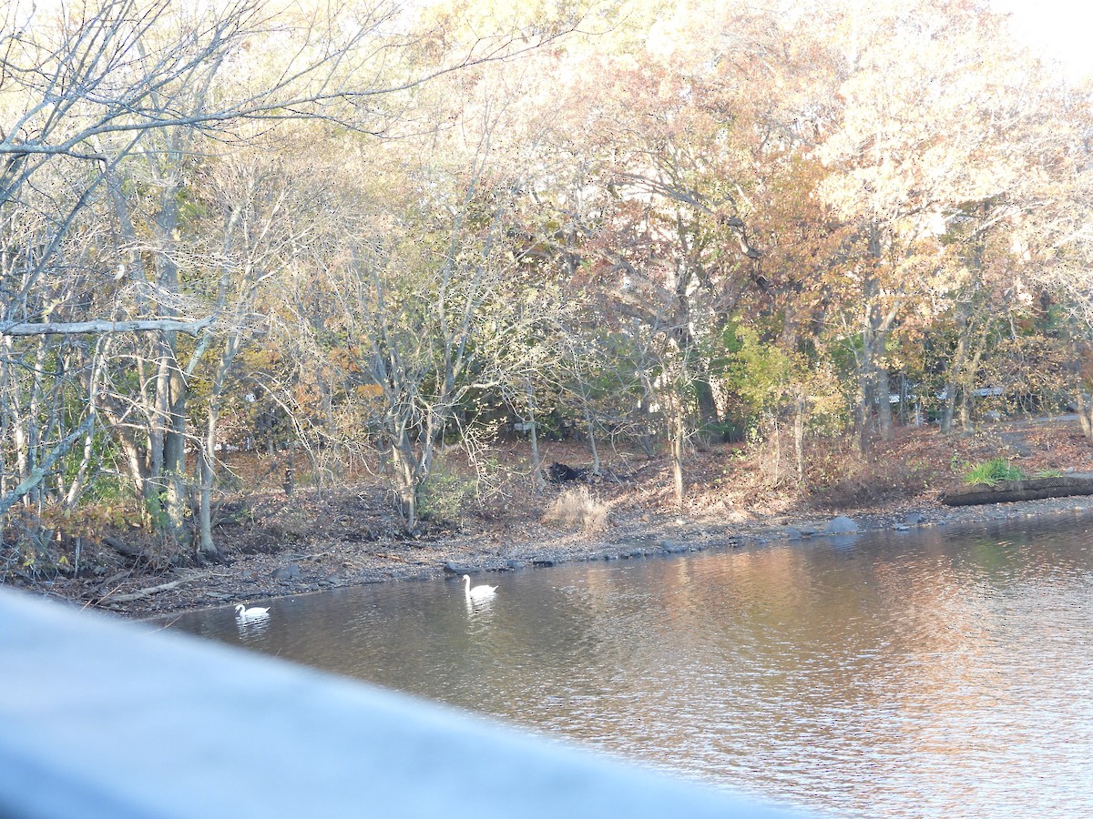 Хуруут хун - ML644566076