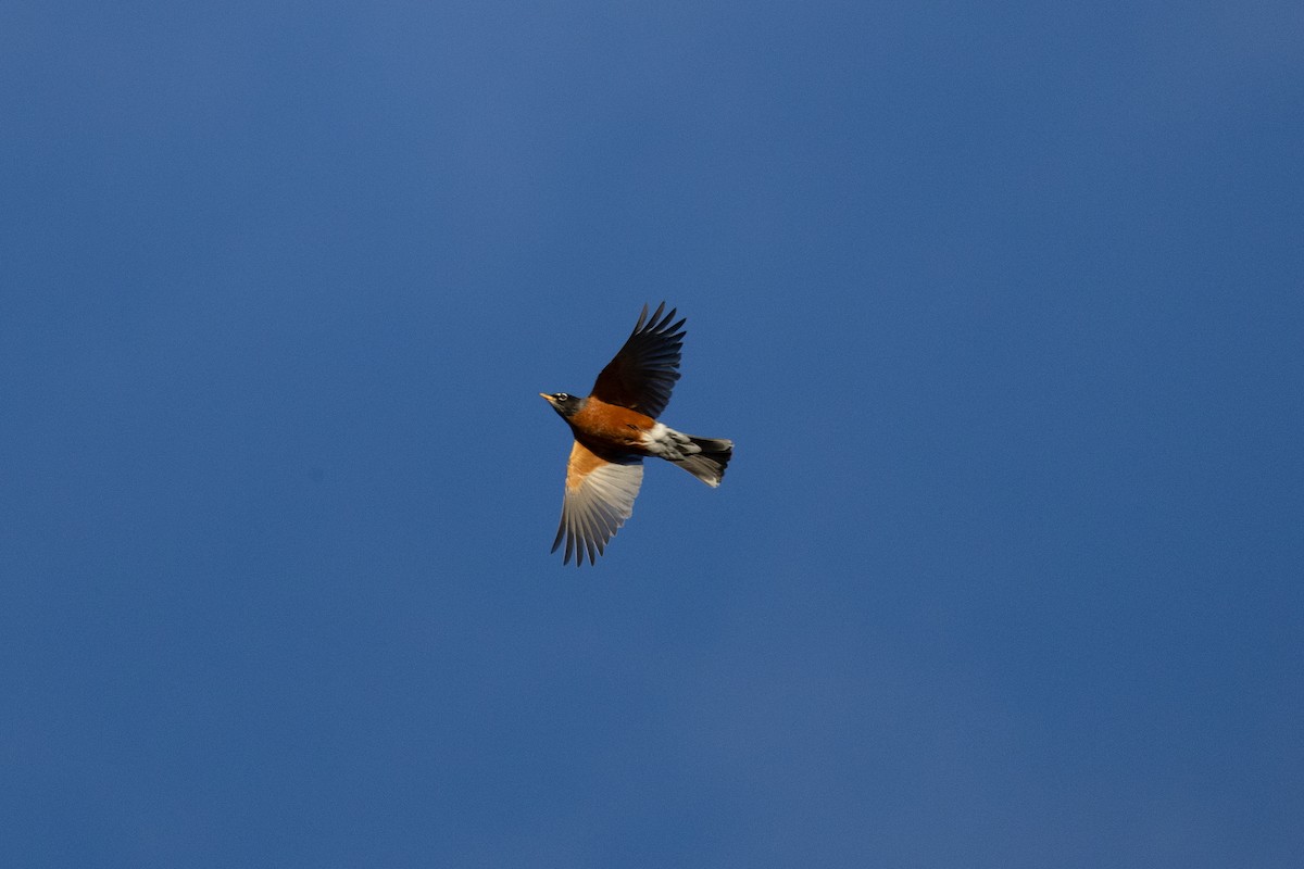 קיכלי נודד - ML644566078