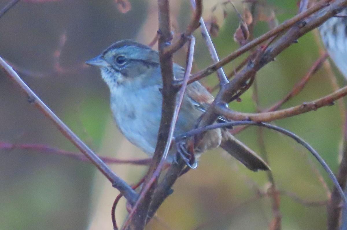 Болотная зонотрихия - ML644566081