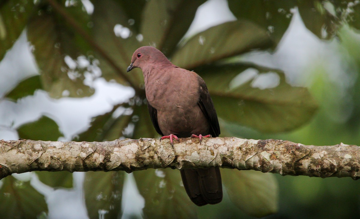 holub krátkozobý - ML644566086