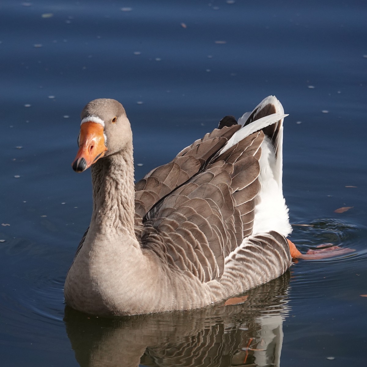 Domestic goose sp. (Domestic type) - ML644566087