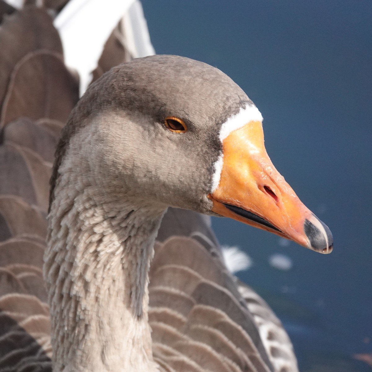 Domestic goose sp. (Domestic type) - ML644566088