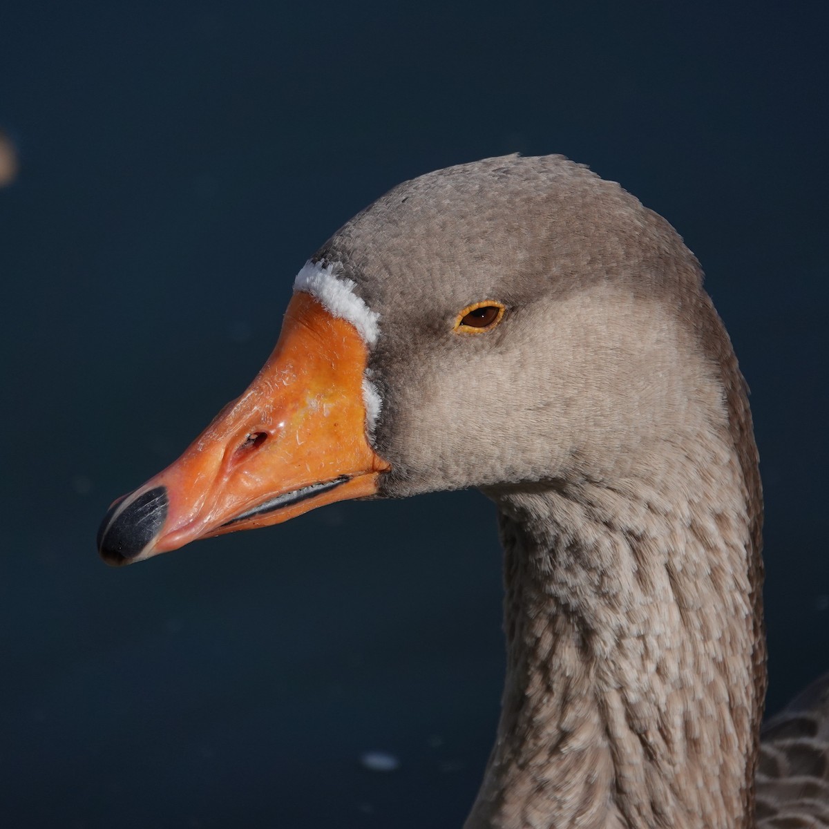 Гуска sp. (свійська) - ML644566089