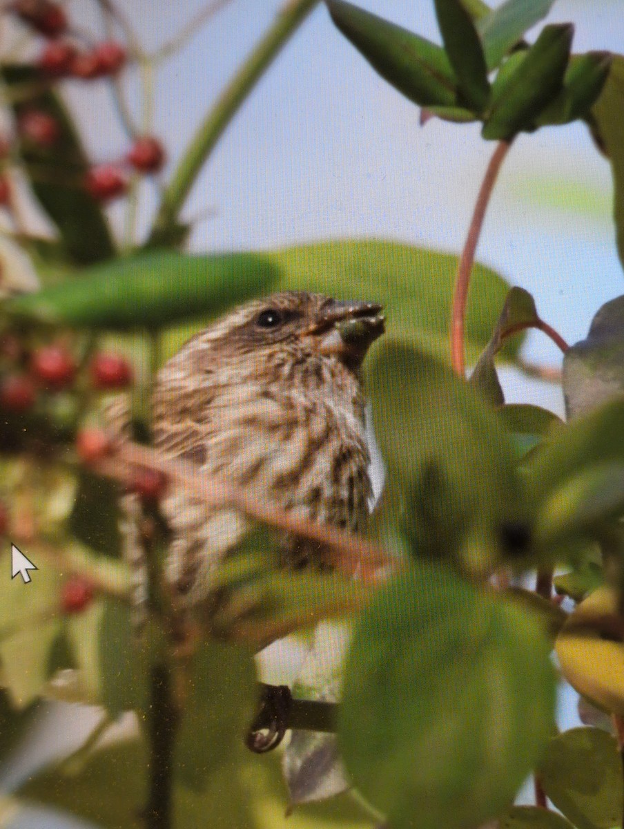 Purple Finch - ML644566090
