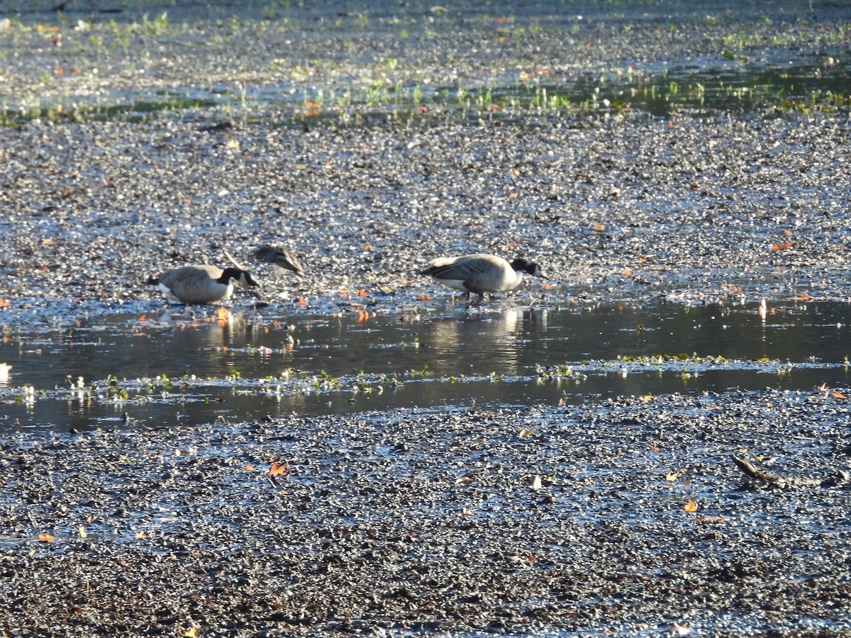 Канад галуу - ML644566092