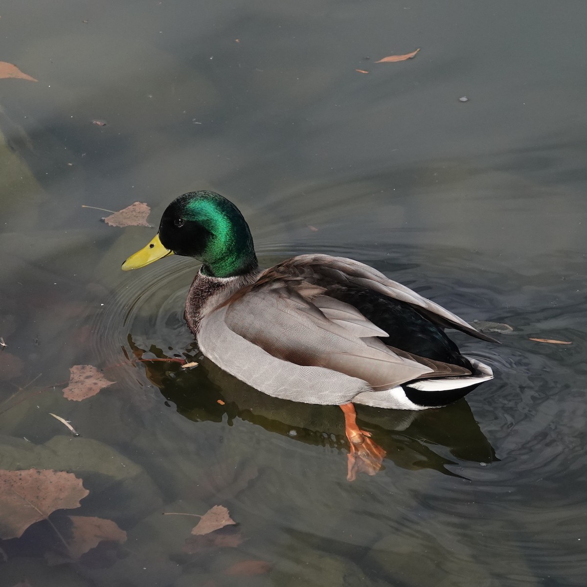 Крижень звичайний - ML644566093