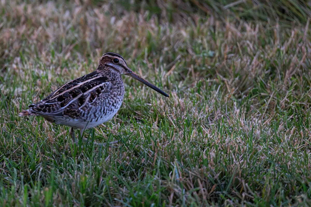 Wilson's Snipe - ML644566099