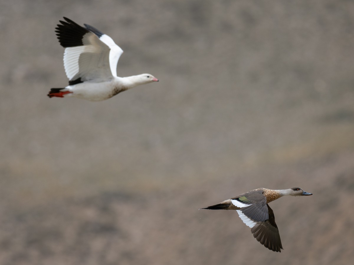 Crested Duck - ML644566100