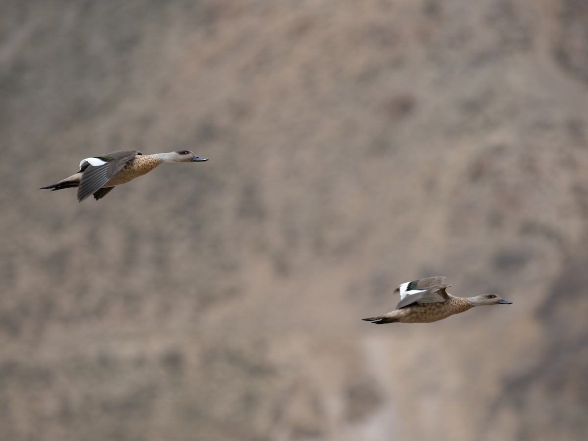 Crested Duck - ML644566101