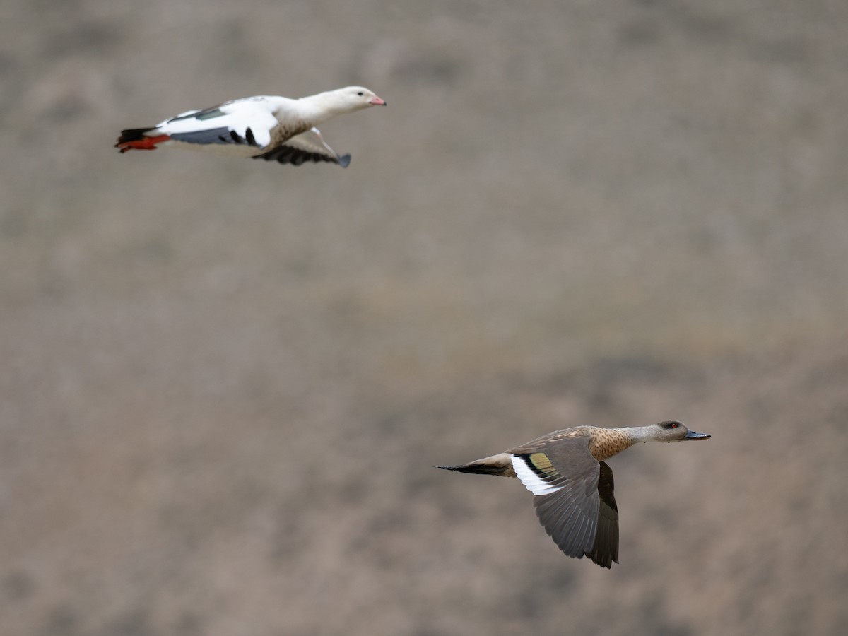 Crested Duck - ML644566102