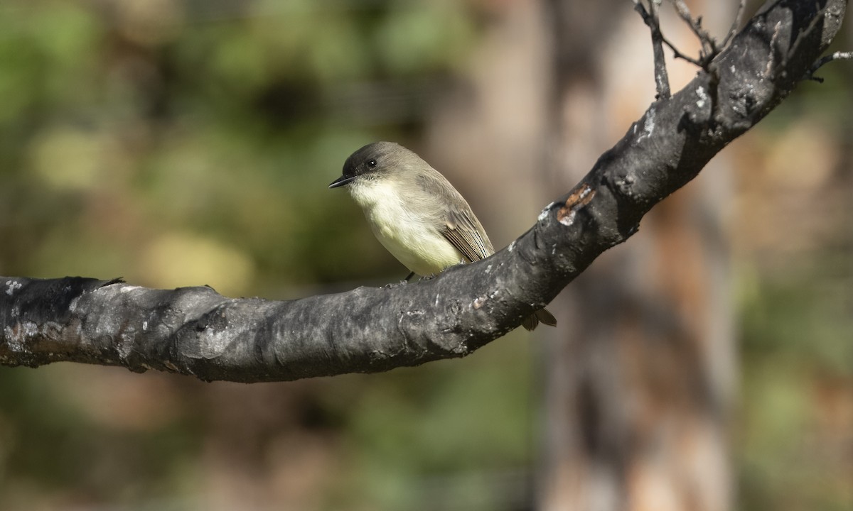 Eastern Phoebe - ML644566114